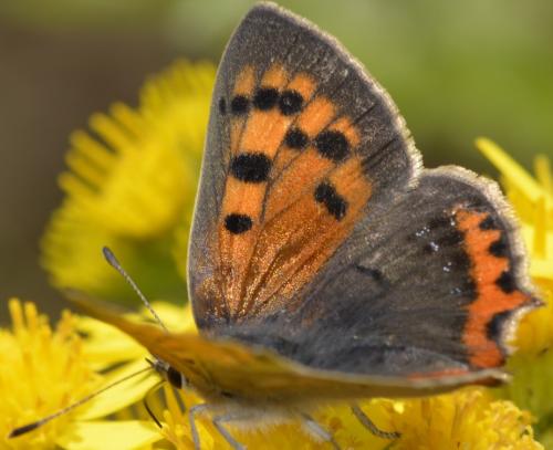 Lycaena phlaeas